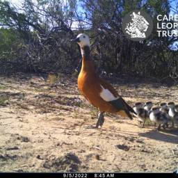 South African shelduck